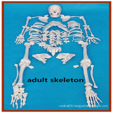 Artificial Human Disarticulated Skeleton Anatomy Model